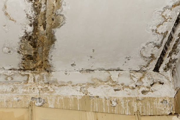 Trusted Reading, MI Mold Removal Experts