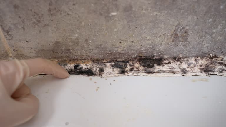 Best Crawl Space Mold Remediation  in Reading, MI